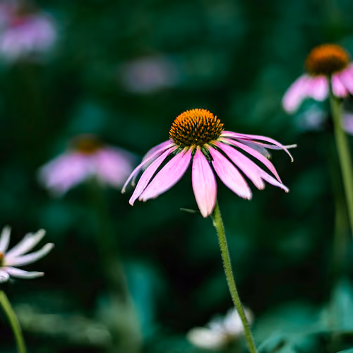 Young Flowers