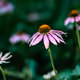 Young Flowers