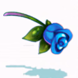 Miracle Blue Rose