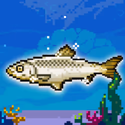 Shiny Whitefish