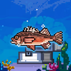 Shiny Dusky Rockfish