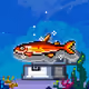 Shiny Mandarin Tetra