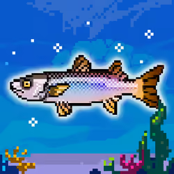 Shiny Mullet