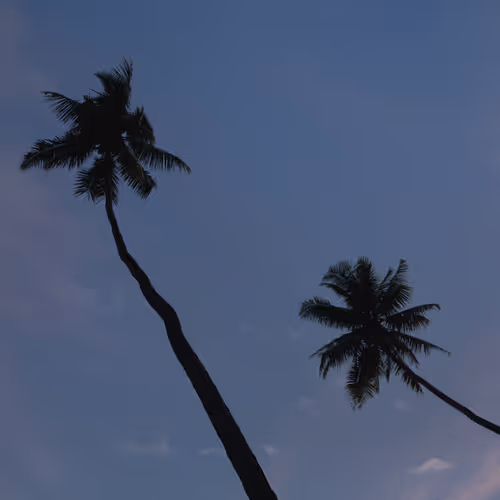 PALMS
