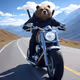 RoniBear
