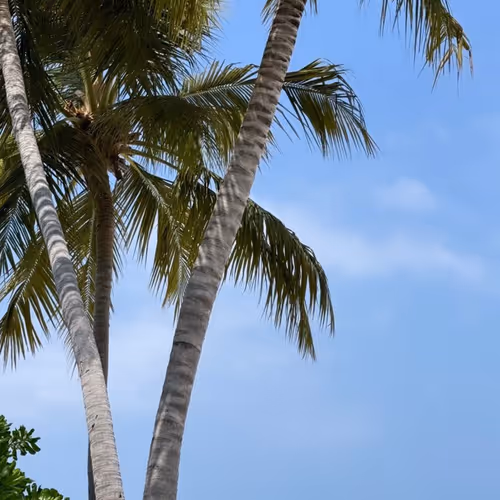 palm