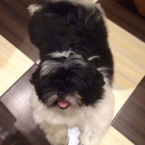 dog