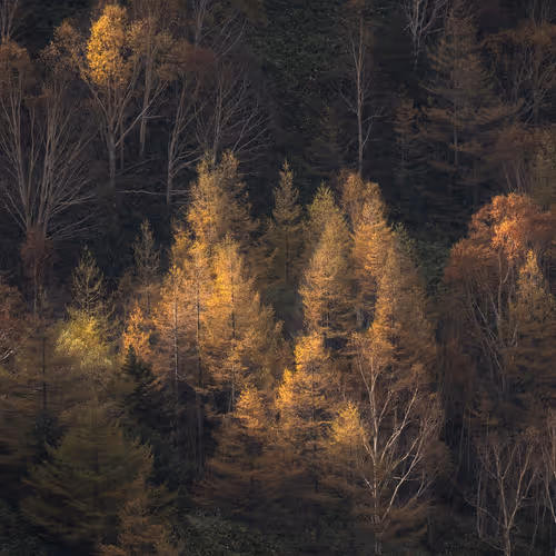 Trees