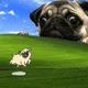 Hop Dog