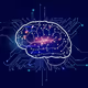 brain