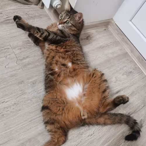 kyzia