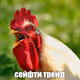 pifagor