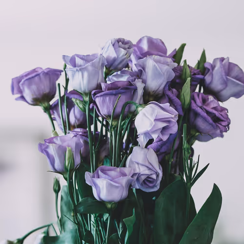 Purple-rose