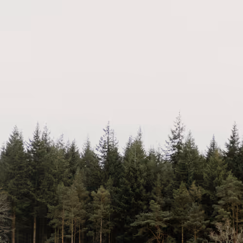 Forest break