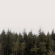 Forest break