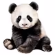 panpan
