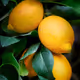 Lemons