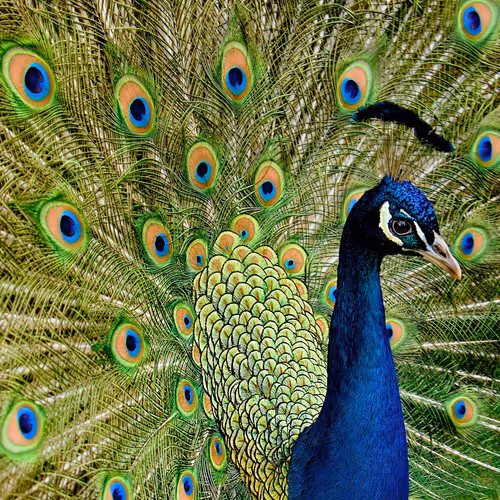 PEACOCK