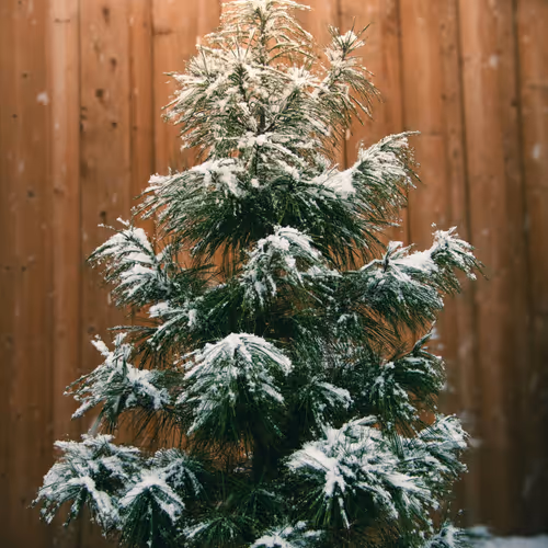 Pines