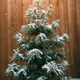 Pines