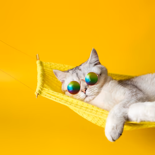 CoolCat
