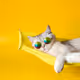 CoolCat