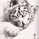 Cute tiger