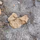 SHIT OR ROCK