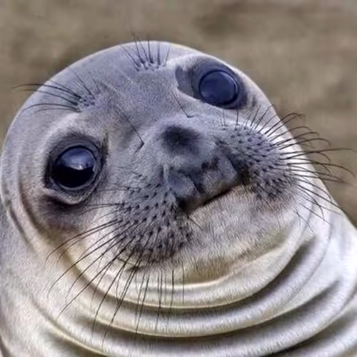 aaa