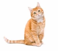 Cat Jons