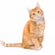 Cat Jons