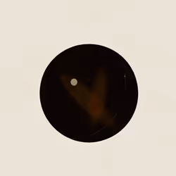 61