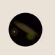 69
