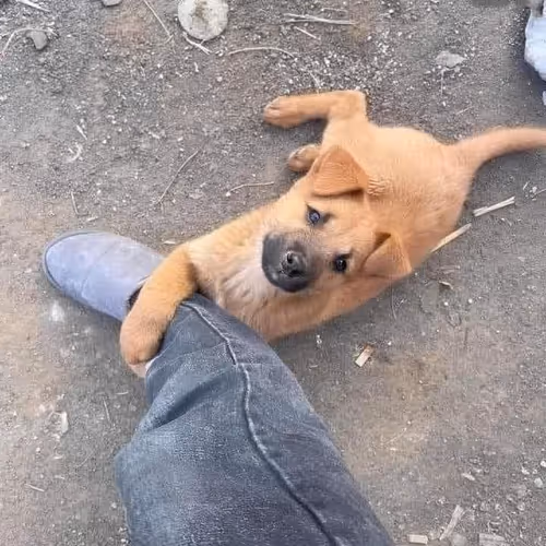 Rhamzy dog