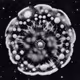 Cosmic Sporescapes