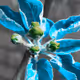 FloraPlanetYork