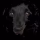 Dogshape