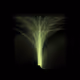 Plant Life