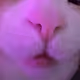Kitty