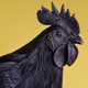 CEMANI