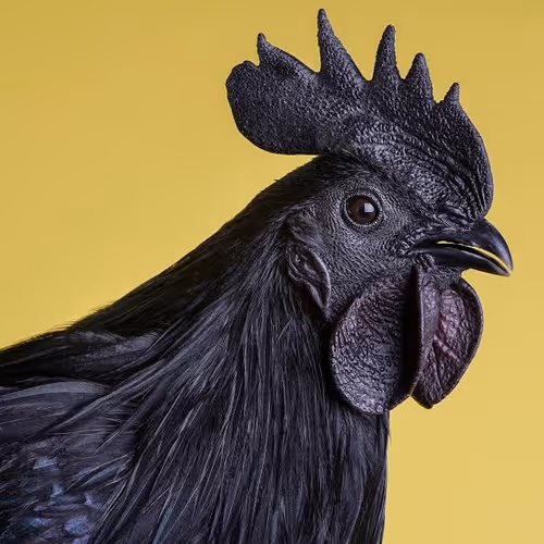 CEMANI
