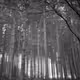 parallel life (shape)