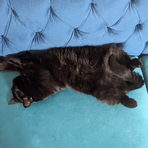 BlackCat