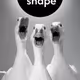 goodest shape