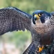 falcon