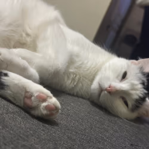 Sleeping cat