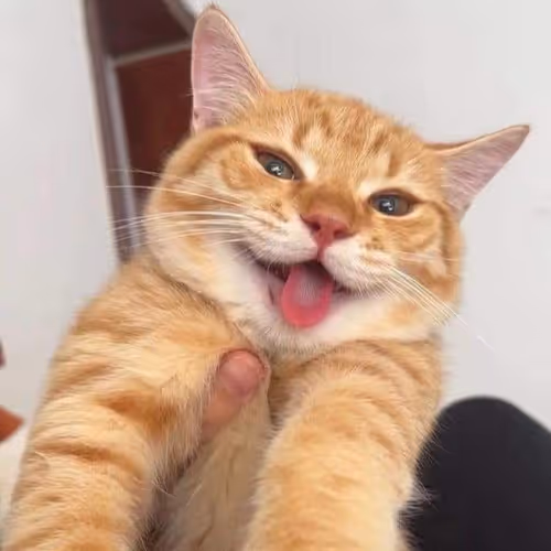 My Cat Miku