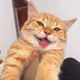My Cat Miku