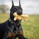 Shape Dog