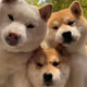 3dog